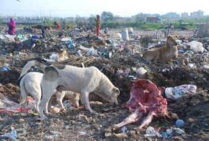 Stray dogs eating a dead cow